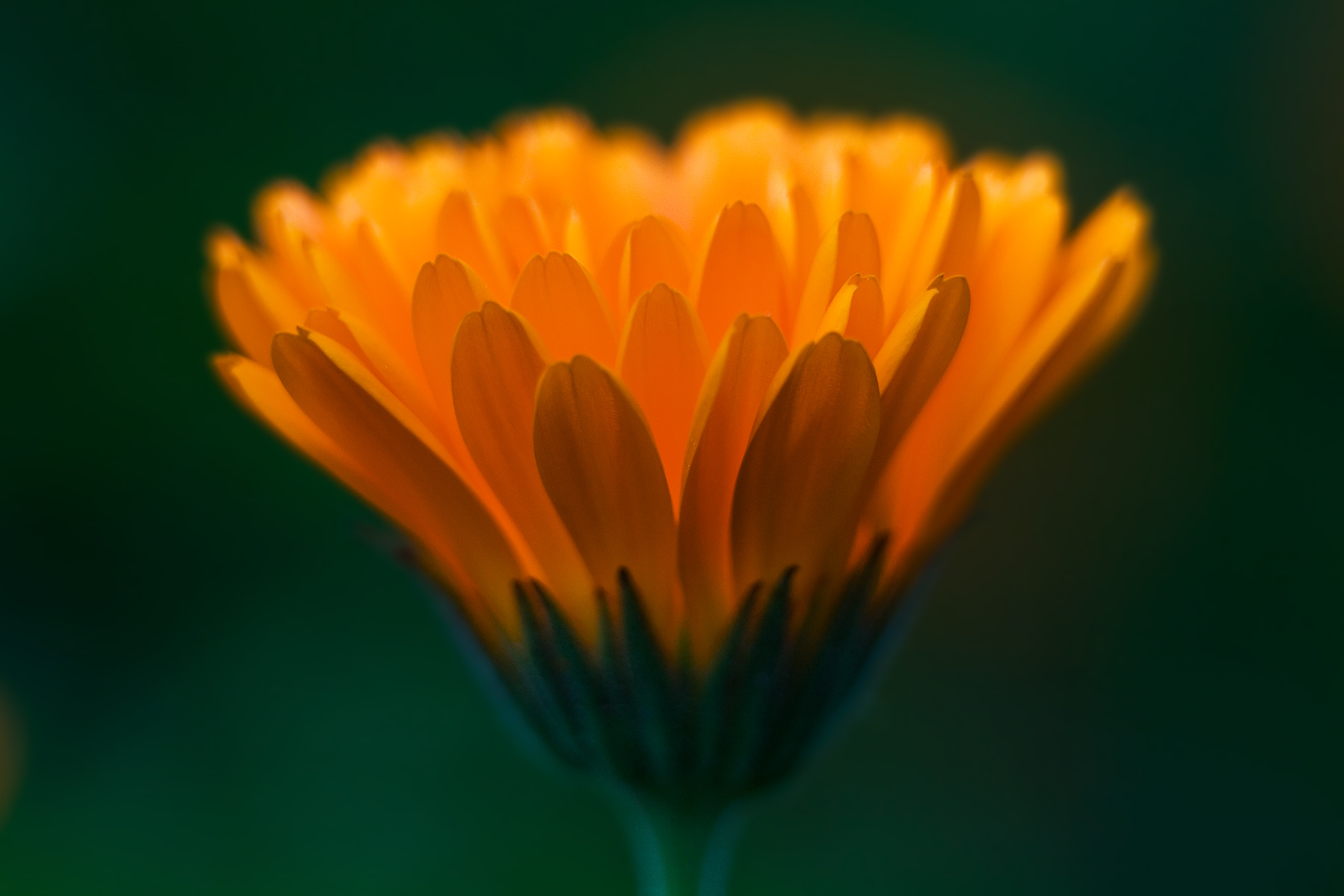 calendula-officinalis-2.jpg calendula-officinalis-2.jpg