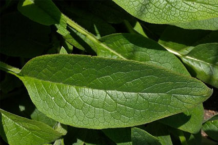 comfrey-leaf.jpg comfrey-leaf.jpg