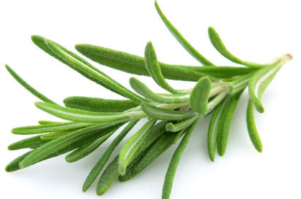 rosemary.jpg rosemary.jpg