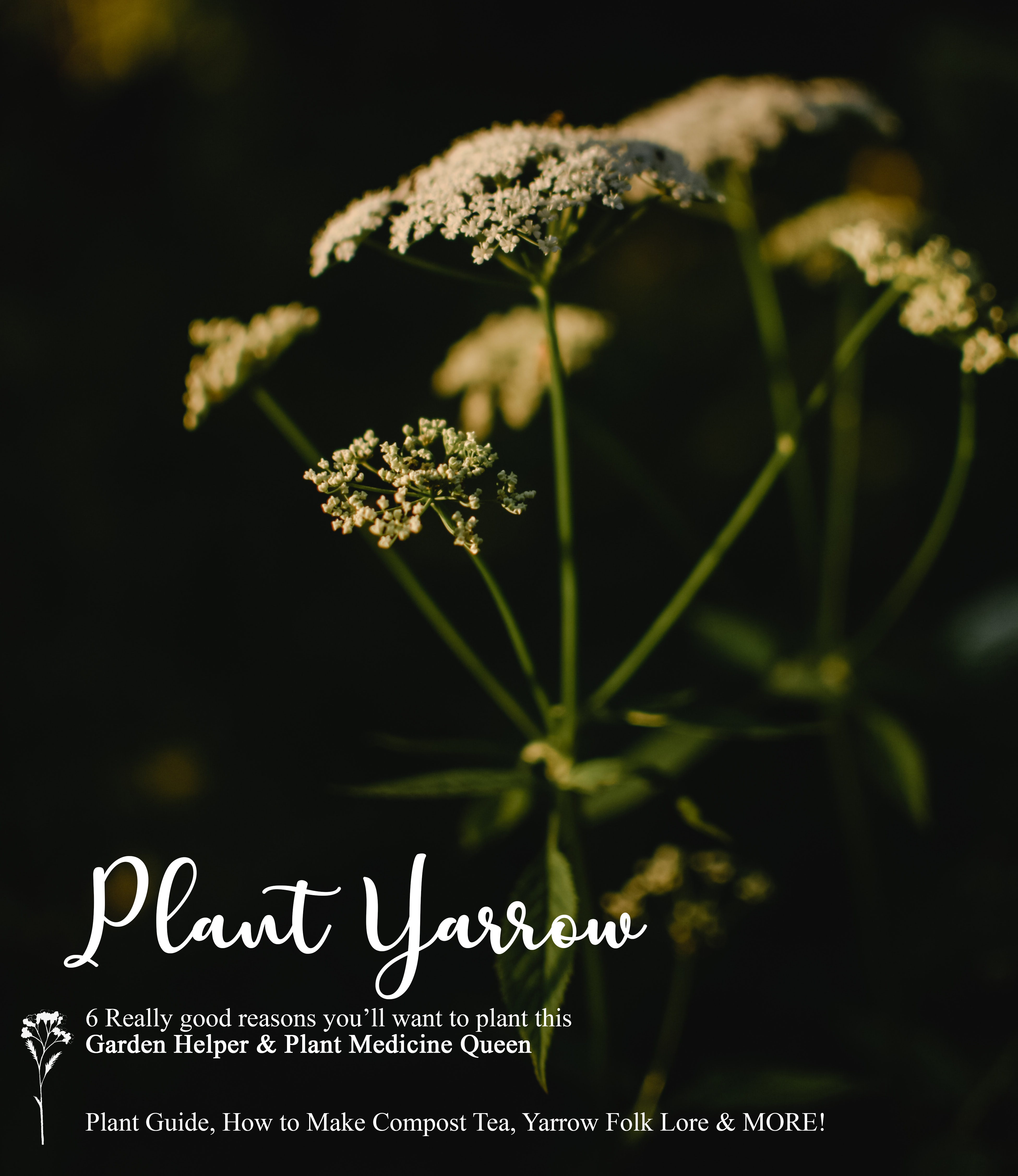 Yarrow: How to Plant, Grow, and Care for Yarrow Plants